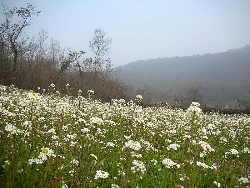 Fiorellini Bianchi da identificare (Capsella sp.)